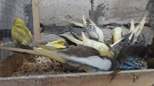 попугаи корелла.неразлучники.волнистые ужинают