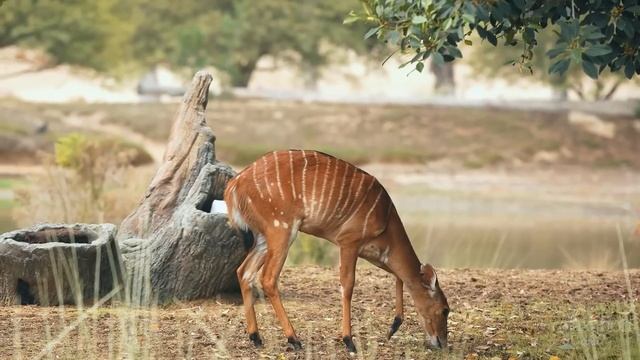 (Morning Music) Cha Cha Cha Musica - Beautiful Rumba - Samba - Mambo - Instrumental Music смотреть онлайн