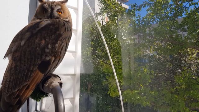 Чтение книги АСМР  Ренсома Риггза Дом странных детей