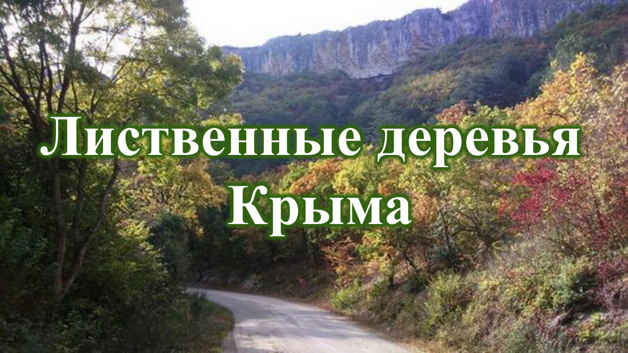🌳 1. Лиственные деревья Крыма.