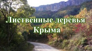 🌳 1. Лиственные деревья Крыма.