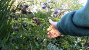 Аквилегия неприхотливое растение.  Цветение, сбор семян, размножение аквилегии.