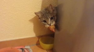 Наш кот рычит как собака