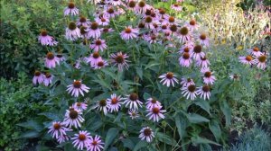 Эхинацея пурпурная