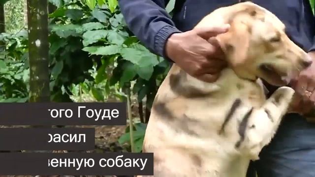 Индийский фермер покрасил пса, чтобы избавиться от обезьян смотреть онлайн