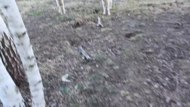 Белкунья стучит зубами как Соболь/Берёзки/ смотреть онлайн