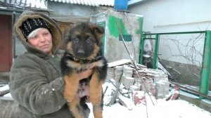 Щенки Немецкой овчарки 2 месяца. Puppies German Shepherd 2 month.
