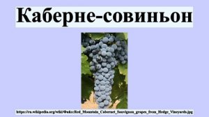 Каберне-совиньон