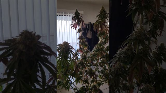 Harvest time for the Mimosa X OrangePunch!!! смотреть онлайн