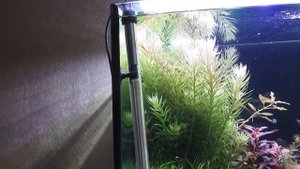 Температура воды в аквариуме. Как повысить или снизить температуру воды в аквариуме.