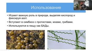 Цианобактерии. Анабена, Осциллатория, Микроцистис, Спирулина, Носток.