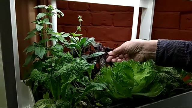 16.04.2021 В мечети Марджани АНО "Добрый мир для всех" VID 20210416 1659530 смотреть онлайн