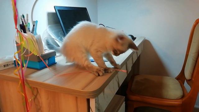 Котенку невской маскарадной Бусинке подарили шарики смотреть онлайн