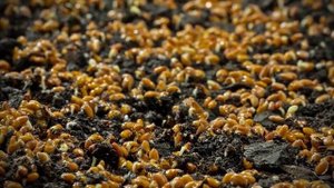 Биология, 6 кл., § 18 "Рост и развитие растений"