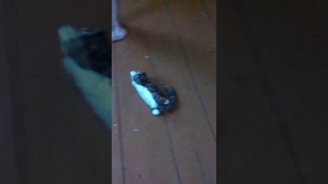 Ржака кот дресированый по имени козёл смотреть онлайн