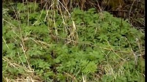 Лекарственные растения нашего леса.Ольха..Ольховые шишки.