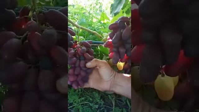 Виноград Юбилей Новочеркасска и Тип изюминки смотреть онлайн