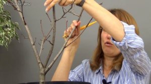 Бонсай из аронии черноплодной (ч.1).