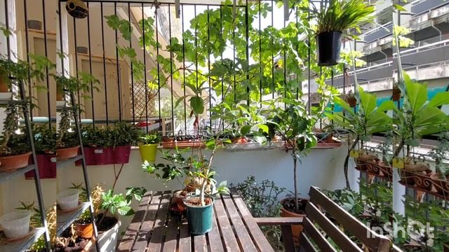 Четырехлетние Баобабы-Обзор в Конце Августа ? смотреть онлайн