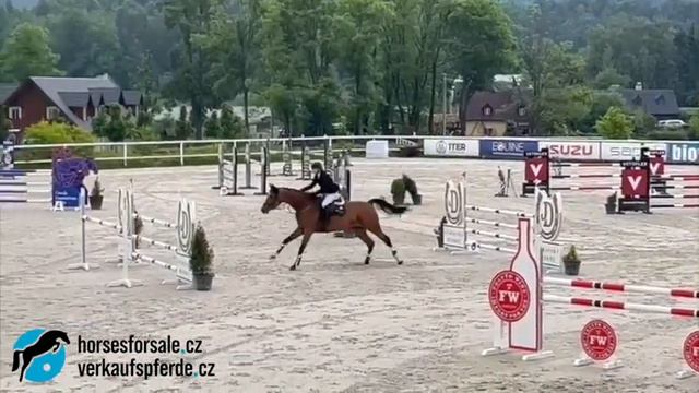 FOR SALE - 2017 mare by Cornet's Prinz - CORNELIA 120-Parcour смотреть онлайн