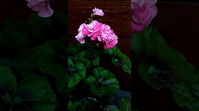 Miss Rose. Южно корейская селекция смотреть онлайн