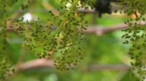 Западный цветочный (калифорнийский) трипc (Frankliniella occidentalis Perg.)