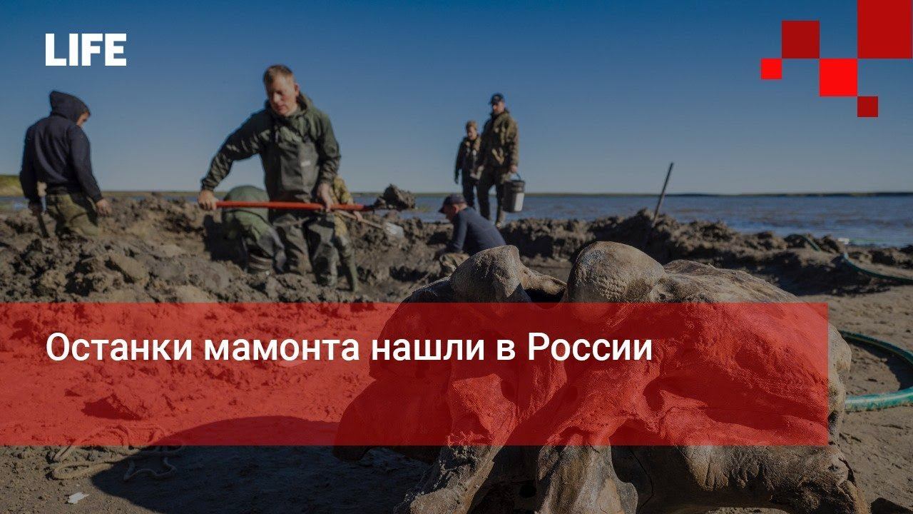 Останки мамонта нашли в России