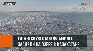 Гигантское розовое "облако" из мигрирующих фламинго украсило озеро в Казахстане