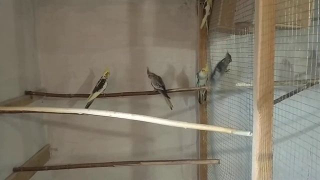 Последние кладки у корелл, нерозлучников, волнистиков. Кореллы самцы - хорошие и заботливые папашик смотреть онлайн