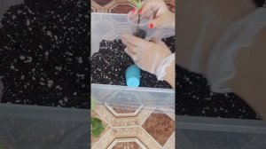 Новинки растений, пополняю свою коллекцию)))
