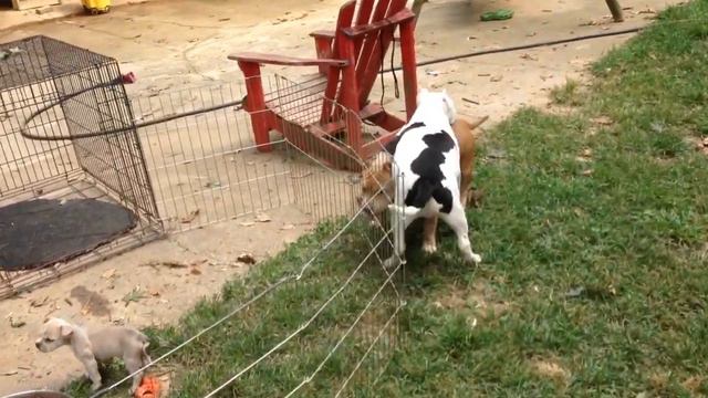 Wierd animals смотреть онлайн