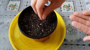 Попробуем вырастить драконий фрукт из семян