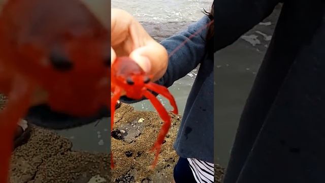 shrimp on the beach | Carlsbad,California