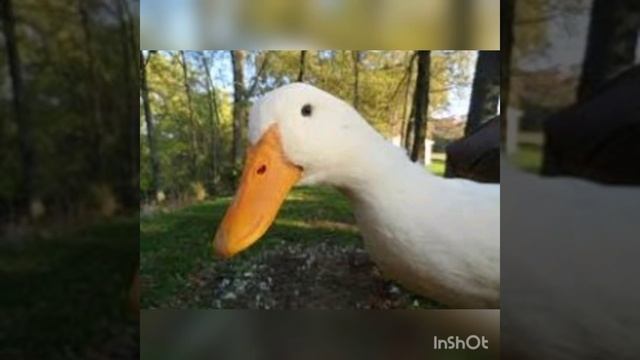 Птицы-наши друзья. Окружающий мир для детей средней группы смотреть онлайн