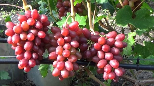 Виноград Богема селекции В. Загорулько смотреть онлайн