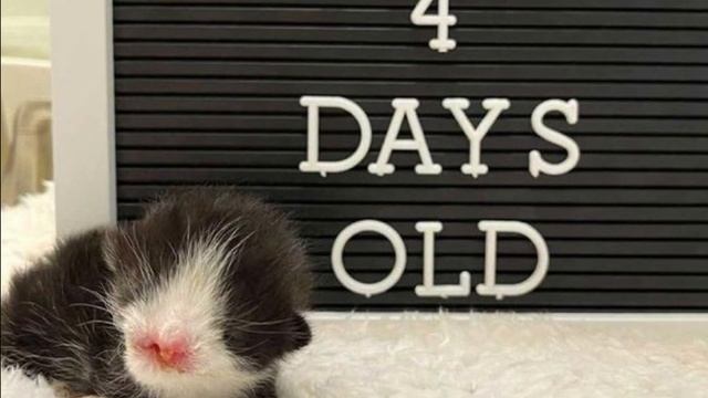 The Tuxedo Kitten's Progress: Tiny Kitten with a Big Heart смотреть онлайн