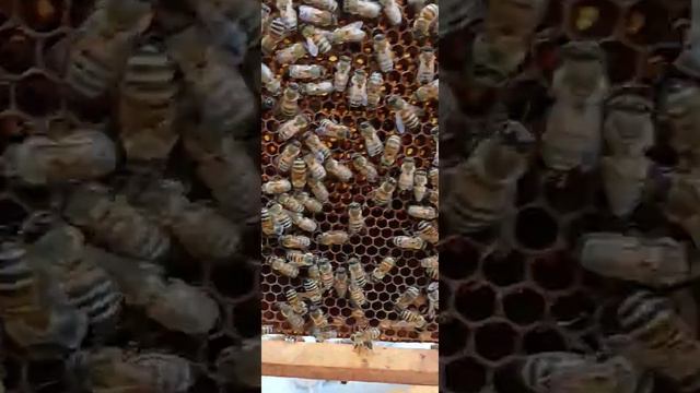 новое пополнение, в рядах приморских пчелок, белорусский бакфаст, материал от Михаила гращенко смотреть онлайн