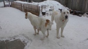 Предвестники родов у собаки. Наглядно. Часть 1.