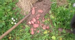 Проба урожая картофеля на проекте Сапуново. Разные сорта. Картошка под соломой и сеном. 11082017.