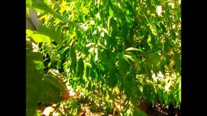 Можно ли вырастить персик из косточки ?