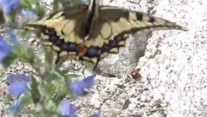 Бабочка Махаон