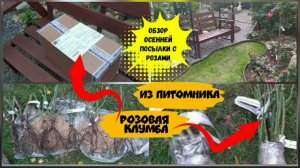 Обзор осенней посылки с саженцами роз из питомника _Розовая клумба_.
