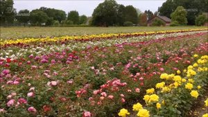 Прекрасной женщине