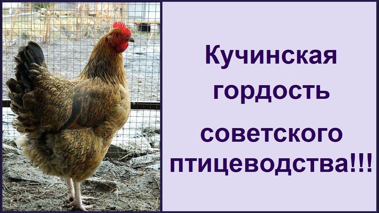 Кучинская порода кур - юбилейная  мясояичная несушка   Характеристика породы кур