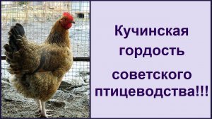 Кучинская порода кур - юбилейная мясояичная несушка Характеристика породы кур
