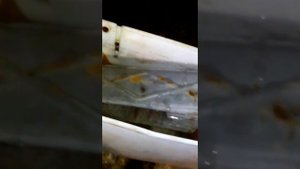 Автосовет, очищаем бензин в домашних условиях