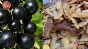 Постоянно СОБИРАЮ Картофельные Очистки для ДАЧИ, Хотя Вся Семья Ругает Мою Привычку, а Она ПОЛЕЗНАЯ