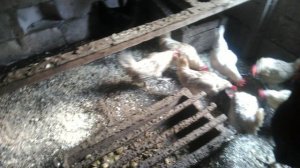 Кормление кур несушек 1-2 раза в неделю.