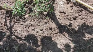 ВИНОГРАД: РАБОТЫ ПЕРЕД ЦВЕТЕНИЕМ.