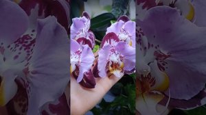 Цветение Phal. Fangmei Black Piano (Орхидеи Обнинск)